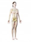 Силует жіночого тіла з видимою нервовою системою, ілюстрацією до комп 