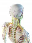 Чоловіча анатомія голови та шиї, цифрова ілюстрація . — стокове фото