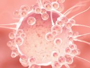 Fertilisation of egg cell with spermatozoa, digital illustration. — Stock Photo