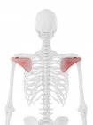 Human skeleton with detailed red Infraspinatus muscle, digital illustration. — Stock Photo