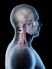 Vaisseaux sanguins de la tête et du cou humains, illustration numérique . — Photo de stock