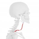 Menschliches Skelett mit rot gefärbtem omohyoiden Muskel, digitale Illustration. — Stockfoto