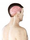 Cuerpo masculino con cerebro visible, ilustración digital . - foto de stock
