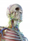 Männliche Kopf-Hals-Anatomie, digitale Illustration. — Stockfoto