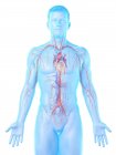 Cuerpo masculino con sistema vascular visible, ilustración por ordenador . - foto de stock