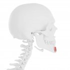 Human skeleton with red colored Mentalis muscle, digital illustration. — Stock Photo