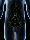 Abdominal lymph nodes in male body, computer illustration. — Stock Photo