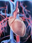 Coração feminino e sistema vascular, ilustração digital . — Fotografia de Stock