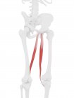 Human skeleton with detailed red Gracilis muscle, digital illustration. — Stock Photo