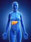 Silueta femenina con tumor en el hígado sobre fondo azul, ilustración por ordenador . - foto de stock