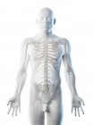 Silhouette masculine avec os visibles du haut du corps, illustration par ordinateur . — Photo de stock