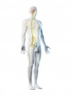 Système nerveux masculin dans la silhouette du corps, illustration d'ordinateur
. — Photo de stock