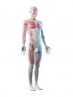 Modelo corporal transparente que muestra la anatomía masculina y el sistema muscular, ilustración digital . - foto de stock