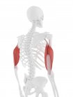 Menschliches Skelettmodell mit detailliertem Trizepsmuskel, Computerillustration. — Stockfoto