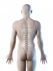 Silhueta masculina com ossos das costas visíveis, ilustração do computador . — Fotografia de Stock