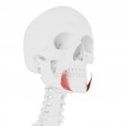 Menschlicher Schädel mit detailliertem rotem Depressor anguli oris Muskel, digitale Illustration. — Stockfoto