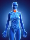 Cáncer de tiroides en el cuerpo femenino, ilustración conceptual por computadora . - foto de stock