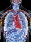 Anatomía del corazón en el tórax masculino, ilustración por ordenador . - foto de stock