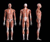 Composite digital illustration of male musculature in front, rear and side view. — Stock Photo