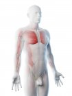 Anatomía y musculatura de la parte superior del cuerpo masculino, ilustración por computadora . - foto de stock