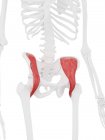 Esqueleto humano con músculo Iliacus rojo detallado, ilustración digital . - foto de stock