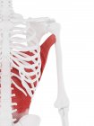 Menschliches Skelett mit detailliertem rotem Latissimus dorsi Muskel, digitale Illustration. — Stockfoto