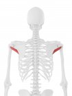 Modello di scheletro umano con dettagliati muscoli minori Teres, illustrazione al computer . — Foto stock