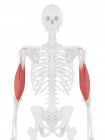 Menschliches Skelettstück mit detailliertem roten Bizeps-Brachii-Muskel, digitale Illustration. — Stockfoto