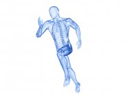 Esqueleto en la silueta del cuerpo del corredor en acción, ilustración por computadora . - foto de stock