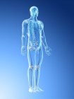 Esqueleto masculino y ligamentos en cuerpo transparente, ilustración por ordenador
. - foto de stock