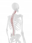 Esqueleto humano con el músculo Rotatores de color rojo, ilustración digital . - foto de stock