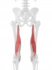 Scheletro umano con muscolo Semimembranoso di colore rosso, illustrazione digitale
. — Foto stock