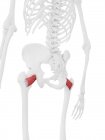 Menschliches Skelett mit rot gefärbtem Quadratus femoris Muskel, digitale Illustration. — Stockfoto