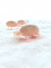 Illustrazione digitale colorata di acari parassiti della polvere . — Foto stock