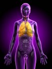 Modelo anatómico femenino con pulmones de color amarillo y visibles, ilustración por ordenador . - foto de stock