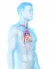 Мужской силуэт тела с анатомией сердца, компьютерная иллюстрация
. — стоковое фото