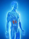 Männliche Anatomie mit sichtbaren farbigen Nieren, Computerillustration. — Stockfoto