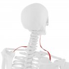 Человеческий скелет с красным цветом Omohyoid мышцы, цифровая иллюстрация
. — стоковое фото