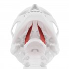 Human skull with detailed red Hyoglossus muscle, digital illustration. — Stock Photo