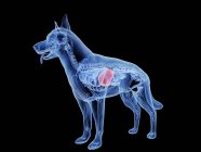 Silueta para perros con hígado de color rojo sobre fondo negro, ilustración digital . - foto de stock