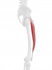 Человеческий скелет с красным цветом прямой мышцы бедра, цифровая иллюстрация . — стоковое фото