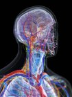 Anatomia da cabeça e pescoço masculinos e vasos sanguíneos, ilustração computacional . — Fotografia de Stock