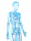 Squelette masculin en silhouette corporelle transparente, illustration informatique
. — Photo de stock