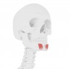 Menschliches Skelett mit rot gefärbtem Mentalismuskel, digitale Illustration. — Stockfoto