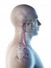 Vasos sanguíneos de cabeza y cuello humanos, ilustración digital
. - foto de stock