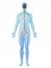 Чоловіча нервова система тіла, комп'ютерна ілюстрація . — стокове фото