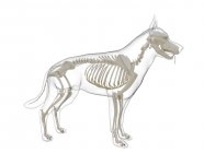 Silhouette pour chien avec squelette visible sur fond blanc, illustration numérique . — Photo de stock