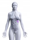 Прозорий силует жіночого тіла з фіолетовою кольоровою Селезінка, цифрова ілюстрація. — стокове фото