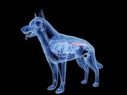 Silueta para perros con intestino grueso de color rojo sobre fondo negro, ilustración digital . - foto de stock