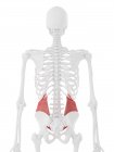 Человеческий скелет с детальной красной внутренней косой мышцей, цифровая иллюстрация . — стоковое фото